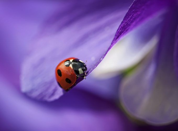 Wallpaper ladybug, macro, blur, purple, Animals 5909712779